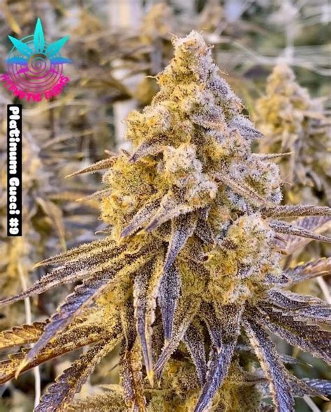 gucci death strain|platinum Gucci strain.